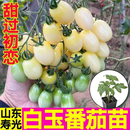 Yimi Zhu Shouguang White Jade Tomato Seedlings Millennium Cherry Tomato Cherry Persimmon Seeds White Fei White Pearl Black Rose with Soil Ball 5 Black Rose Tomato Seedlings + 1 Free + 1 Pack of Fertilizer