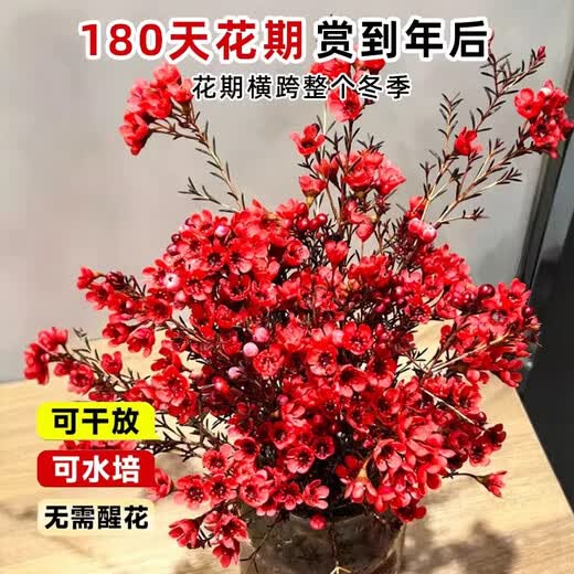 Blooming fruit, Australian wintersweet hydroponic fresh branches, real flowers, shipped with flowers, New Year flowers dried branches, fresh cut New Year's Eve flower pots in winter, A-grade red 60-80cm 8 branches + 2 New Year pendants + preservative