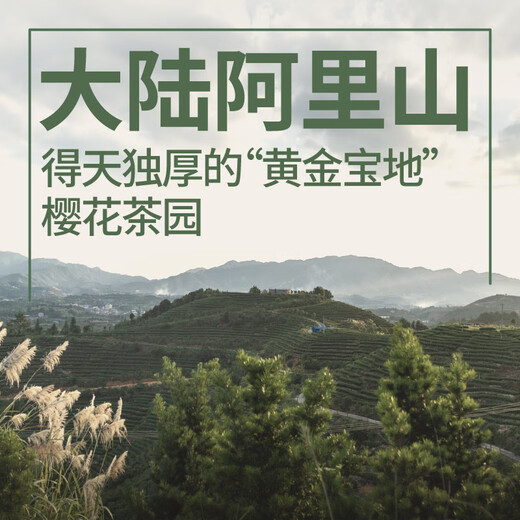 修哲组合茶叶金奖博物馆台湾高山冻顶金萱四种口味32g无农残可冷泡