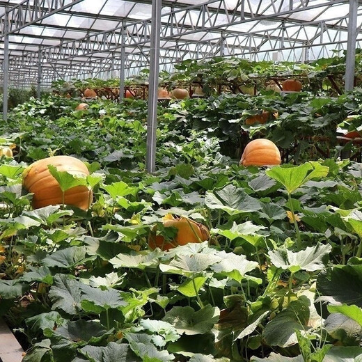 Giant pumpkin extra large pumpkin seeds sweet flour glutinous thick meat field vegetable garden spring and autumn vegetable seeds giant millstone large pumpkin seeds pink and glutinous new varieties about 50 pieces 5 packs easy to grow