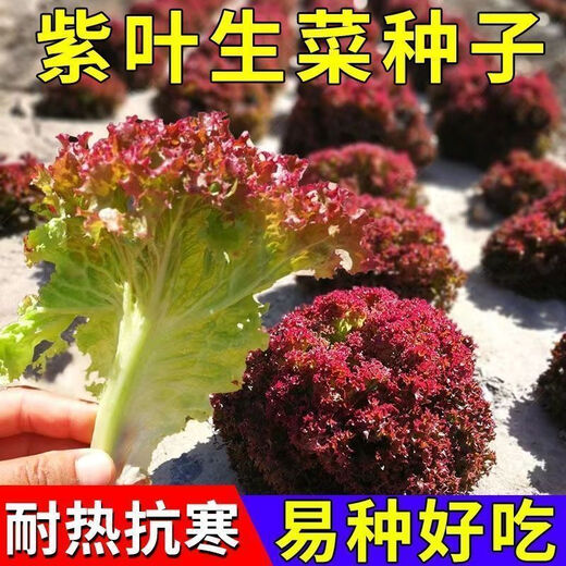 Peacock purple leaf lettuce, no pesticides, no insects, crispy, sweet and highly nutritious upright lettuce for four seasons, genuine purple leaf lettuce seeds, about 1500 seeds per pack