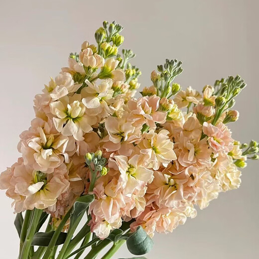 Monet's Garden Violet Random Color 50cm 5 Branches