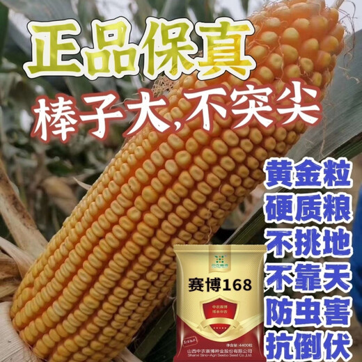 National-approved original red-shaft low-stem stable-yielding corn seeds wholesale, stable yield, drought-resistant, disease-resistant, lodging resistance, north and south, national-approved Saibo 168 4400 grains, one acre of quality, imported high-tech seed coating agent