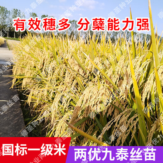 Desheng Zhiyuan Национальное одобрение Гибридные семена риса Liangyou Jiutai Саженцы с коротким стеблем культиваторы Хороший высокий урожай Вкусные устойчивые к высоким температурам семена риса