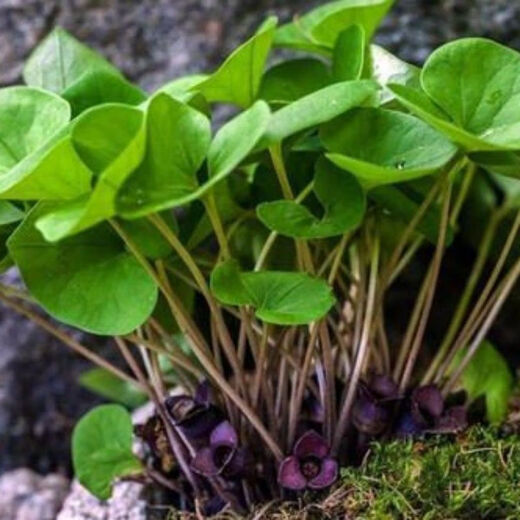 Asarum Seeds, Chinese Asarum Medicine, White Asarum Seedlings, Asarum Seeds, Four Liangs of Asarum, Chinese Herbal Medicine, Tobacco Pouch Pot Herbal Seeds, Asarum Seeds 100 Tablets + Fertilizer