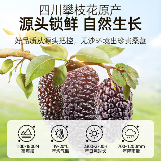 养益君枸杞桑葚茶500g（枸杞250g+桑葚250g）红枸杞桑椹子养生茶熬夜