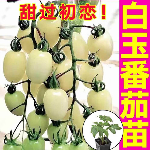Yimi Zhu Shouguang White Jade Tomato Seedlings Millennium Cherry Tomato Cherry Persimmon Seeds White Fei White Pearl Black Rose with Soil Ball 5 Black Rose Tomato Seedlings + 1 Free + 1 Pack of Fertilizer
