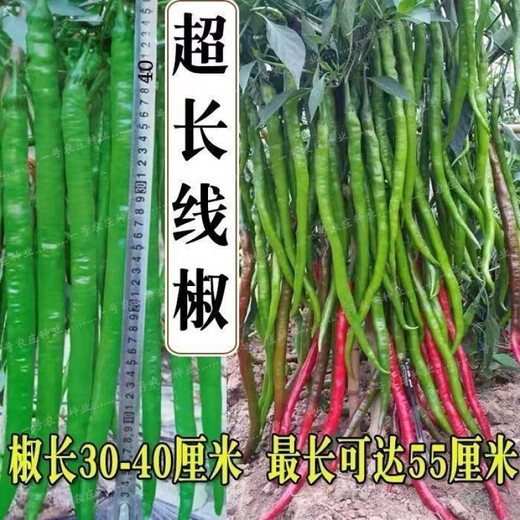 This year's new spicy long-line pepper seeds Erjingtiao 8819 line pepper seeds are planted in spring and autumn. About 100 carefully selected seeds 8819 line pepper seeds