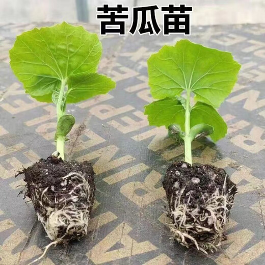 Miao Chongchong with soil, bitter melon seedlings, bitter melon with soil, evergreen bitter melon seedlings, green bitter melon seedlings, white bitter melon seedlings, Dutch emerald bitter melon seedlings, shipped with original soil, 5 seedlings get 1 free + shopkeeper