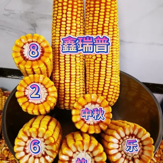 
Original Xinruipu 826 corn seeds drought resistance and stable yield rare value stick newly approved Wu Ziduo anti-root system 5500 capsules/bag