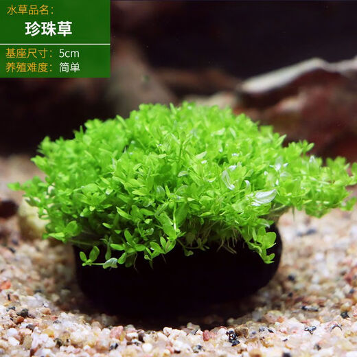 Fish tank aquatic plants, freshwater aquatic plants, fish farming, aquatic plants, lazy real aquatic plants, cold water aquatic plants, grass landscaping, pearl grass (5 cm)