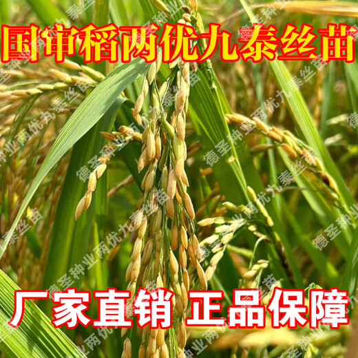 Desheng Zhiyuan Национальное одобрение Гибридные семена риса Liangyou Jiutai Саженцы с коротким стеблем культиваторы Хороший высокий урожай Вкусные устойчивые к высоким температурам семена риса