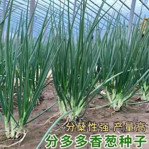 
Fenduoduo Xiaoxiang Dividing onion Four Seasons Spring Vegetables Authentic hollow onion seeds heat-resistant High-quality #tensive High-quality #strong fragrance Dividing onion seeds A9871 Fenduoduo 5 packs + fat
