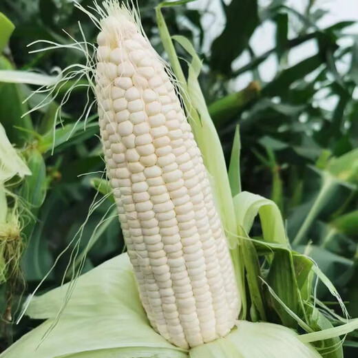 Xiantiannuo 88 weiße, süße Wachsmaissamen, extra groß, hoher Ertrag, vier Jahreszeiten, weißer Wachsmais, Landwirte, super süß, plus Wachsmaislarven, Xiantiannuo 88 original 100 g/süßer Wachsmaistyp