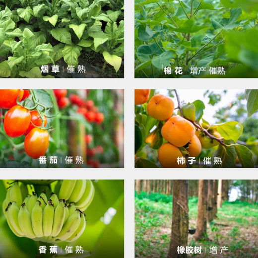 Guoguang Guoguang ethephon ripening agent fruit banana tomato persimmon rice tobacco growth regulator walnut peeling 1000g