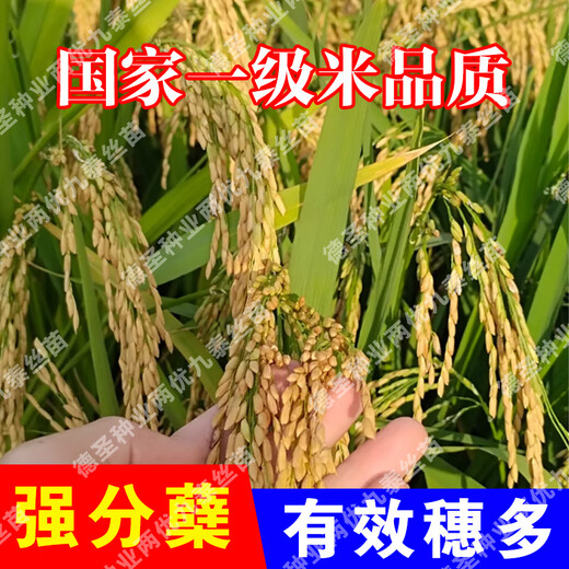 Desheng Zhiyuan Национальное одобрение Гибридные семена риса Liangyou Jiutai Саженцы с коротким стеблем культиваторы Хороший высокий урожай Вкусные устойчивые к высоким температурам семена риса