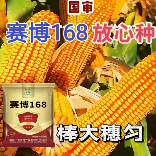 National-approved original red-shaft low-stem stable-yielding corn seeds wholesale, stable yield, drought-resistant, disease-resistant, lodging resistance, north and south, national-approved Saibo 168 4400 grains, one acre of quality, imported high-tech seed coating agent