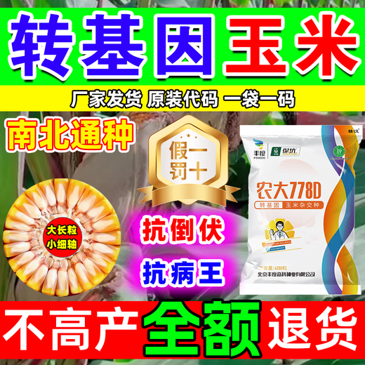 Starker Mann, gentechnisch veränderte Maissamen, hoher Ertrag, kurzer Stiel, Lagerungsresistenz, Trockenheitsresistenz, Krankheitsresistenz, Maiszünslerresistenz, großer Stock, echter Mais, nationale Zulassung gentechnisch verändert, 4100 Körner