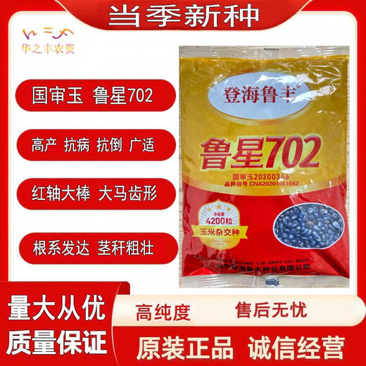 鲁星702玉米种子高抗青枯抗锈病高产抗虫红轴改良基因国审玉米种 登海鲁星7024200粒
