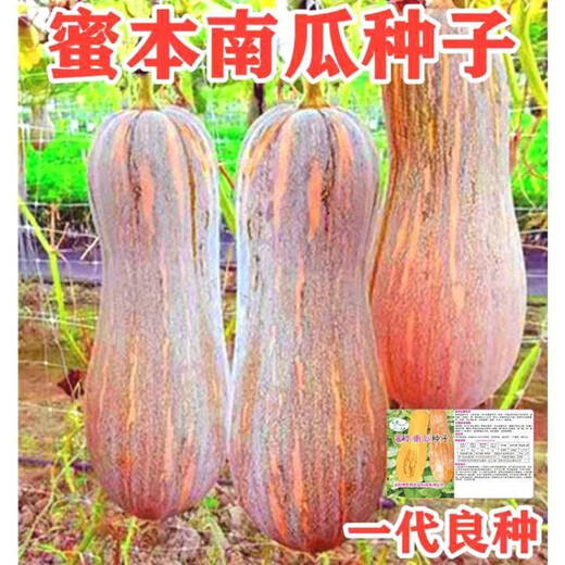 Miben Sweet and Glutinous Pumpkin Seeds, Four Seasons Old Pumpkin, Dense Pumpkin Varieties, Miben Pumpkin Seeds, 1 pack, about 30 pieces