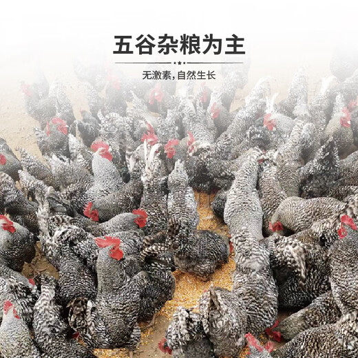 Saimo Fresh Wen Shang Luhua Chicken Free Raised Local Chicken Rooster Hens Now Kill Fresh Soup Stewed Soup Confinement Day Running Chef Gift Card Gift Card 698 Gift Card A Two Roosters, 3.5 Jin [Jin equals 0.5 kg]/