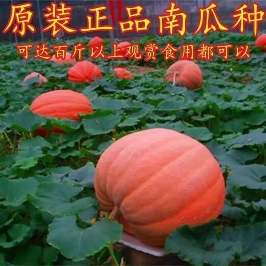 Giant pumpkin extra large pumpkin seeds sweet flour glutinous thick meat field vegetable garden spring and autumn vegetable seeds giant millstone large pumpkin seeds pink and glutinous new varieties about 50 pieces 5 packs easy to grow
