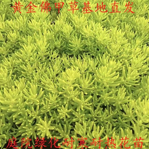 Lazy golden Buddha grass courtyard perennial lawn turf gold indoor garden cold-resistant ground cover seedlings Golden Buddha grass four pots (11 cm diameter)