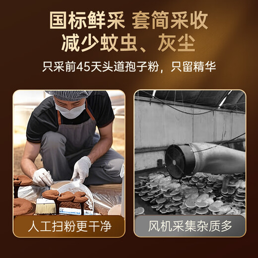 Beijing Tongrentang Día del Padre Regalo Ganoderma Lucidum Polvo Polvo Polvo rompe la pared para mejorar la inmunidad regalos de mediana edad y ancianos para los ancianos [polvo de esporas orgánico Ganoderma lucidum] 3 cajas