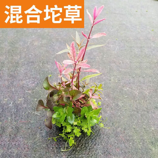 Fish tank aquatic plants, freshwater aquatic plants, fish farming, aquatic plants, lazy real aquatic plants, cold water aquatic plants, grass landscaping, pearl grass (5 cm)