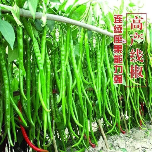 This year's new spicy long-line pepper seeds Erjingtiao 8819 line pepper seeds are planted in spring and autumn. About 100 carefully selected seeds 8819 line pepper seeds