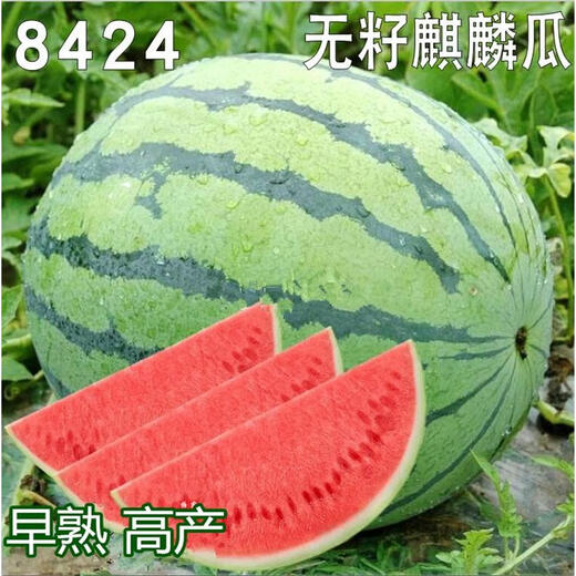 8424 Kirin seedless watermelon seeds extra large high yield giant sweet king southern small four seasons vegetable and fruit seeds 8424 Kirin melon 120 capsules