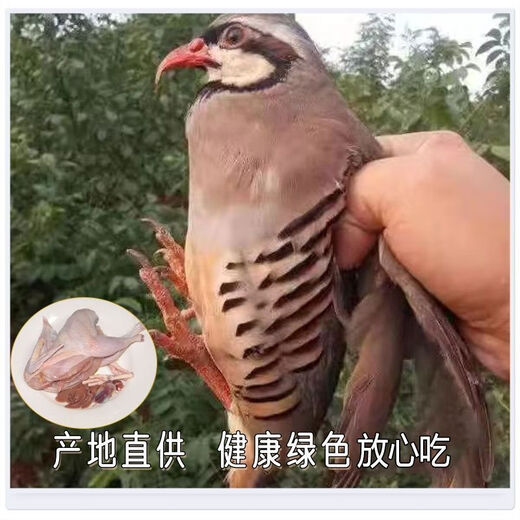 SF Alpine Partridge farm-raised edible dragon bird, pheasant, Huainan nutritious, delicious, steamed and fresh, 2 packs, 7-8 taels each, eviscerated