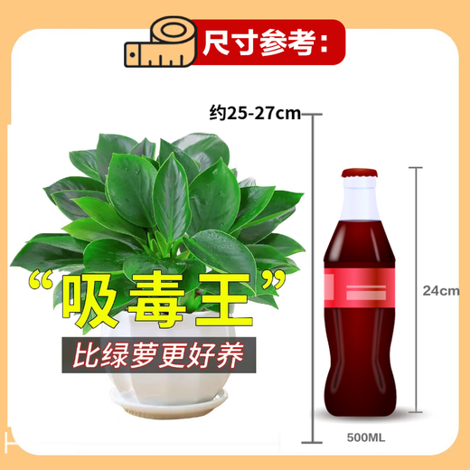 Amazing 18 kinds of spider plants for you to choose Phnom Penh Chlorophytum Various potted flowers Living room hanging tabletop plants purify the air Gold diamond with pot