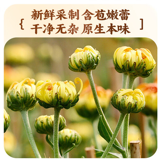 尚芷 菊花茶胎菊花草茶50g 无熏硫泡水可搭金银花枸杞养生茶叶