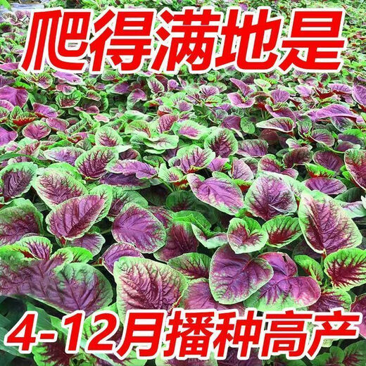 Red amaranth seeds with large leaves and large round leaves for sowing in all seasons, large round leaf amaranth vegetable seeds for balcony potted wild rape seeds, special heat resistance, large round leaves, red amaranth seeds, new seeds this year | about 300 seeds