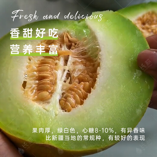 Long-cultivation Qiligan Xinjiang Laohan melon seeds super sweet Hami melon seeds are only suitable for northwest characteristic fruit species in spring and autumn. Qiligan seeds 10 grams (Xinjiang thick-skinned Laohan melon)