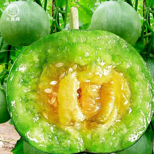 Dayu Emerald Melon Seed Collection Super Sweet Early Ripening Thin Skin Authentic Old Variety Emerald Melon Seeds 50 capsules