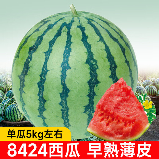 New varieties of Beishu Kirin watermelon seeds, Lazy Man, Southern Meidu watermelon seeds, Zaojia 8424 watermelon seeds, 30 capsules/bag