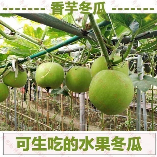【1278人收藏】香芋小冬瓜种子芋头香味白粉皮可食用新鲜冬瓜四季 新品：【-10粒】- 香芋小冬瓜种子(本季新种)