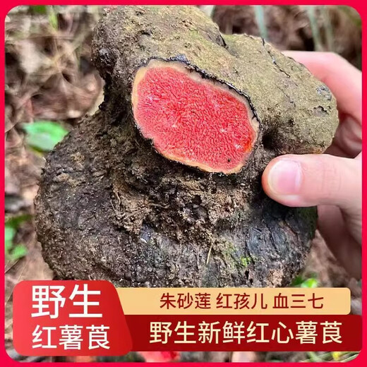 Guangxi Wild Potato, Ruffian, Zinnober, Lotus, Blut, Panax Notoginseng, Red Medicine, Red Boy gefärbte Stoffkartoffeln, frische chinesische medizinische Materialien mit Spezialgrößen 5jin [Jin entspricht 0,5 kg]