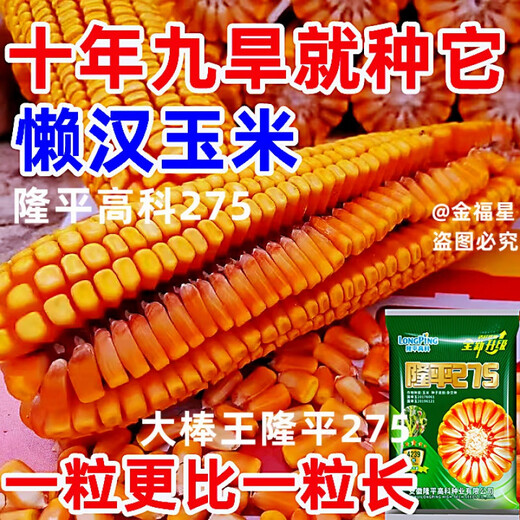 批发国审稳产玉米种子四季红轴大棒抗倒抗锈病马齿粒 巨无霸双棒王【隆平275】 巨无霸【一袋3.4斤】+稳产技术