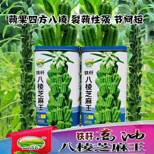 八棱白芝麻种子早熟榨油专用白芝麻种籽油量高耐旱耐重茬芝麻籽 铁杆八棱芝麻王原装400克*1盒