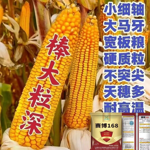 National-approved original red-shaft low-stem stable-yielding corn seeds wholesale, stable yield, drought-resistant, disease-resistant, lodging resistance, north and south, national-approved Saibo 168 4400 grains, one acre of quality, imported high-tech seed coating agent