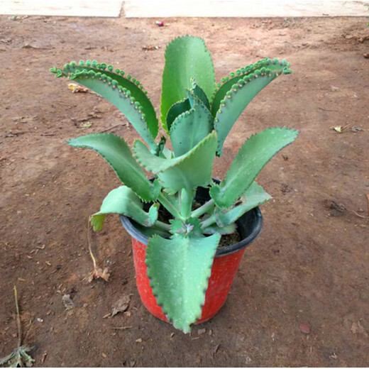 Phoenix Princess Lace, wide-leaf phoenix, large leaves falling to the ground and taking root, large-leaf phoenix, small-leaf phoenix, 4 sets, not including pots