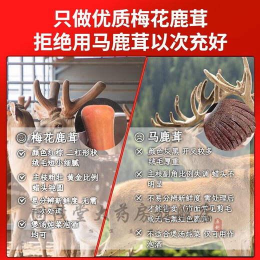 鲜梅花鹿茸 整枝可切片 2024新割头茬含血二杠 泡酒煲汤炖菜均可 【优质鲜鹿茸695克一支】