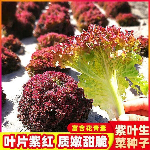 Peacock purple leaf lettuce, no pesticides, no insects, crispy, sweet and highly nutritious upright lettuce for four seasons, genuine purple leaf lettuce seeds, about 1500 seeds per pack
