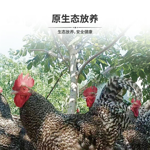 Saimo Fresh Wen Shang Luhua Chicken Free Raised Local Chicken Rooster Hens Now Kill Fresh Soup Stewed Soup Confinement Day Running Chef Gift Card Gift Card 698 Gift Card A Two Roosters, 3.5 Jin [Jin equals 0.5 kg]/
