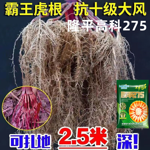 批发国审稳产玉米种子四季红轴大棒抗倒抗锈病马齿粒 巨无霸双棒王【隆平275】 巨无霸【一袋3.4斤】+稳产技术