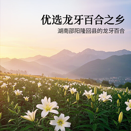 同仁堂品牌 北京同仁堂百合干200g食用干货百合片银耳莲子桂圆枸杞羹