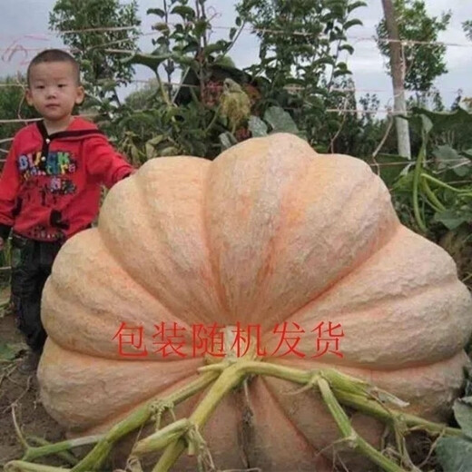 Giant pumpkin extra large pumpkin seeds sweet flour glutinous thick meat field vegetable garden spring and autumn vegetable seeds giant millstone large pumpkin seeds pink and glutinous new varieties about 50 pieces 5 packs easy to grow
